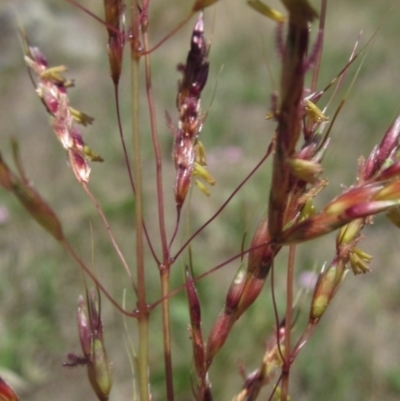 Sorghum leiocladum (Wild Sorghum) at Weetangera, ACT - 22 Dec 2023 by pinnaCLE