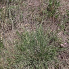 Sorghum leiocladum at The Pinnacle - 22 Dec 2023