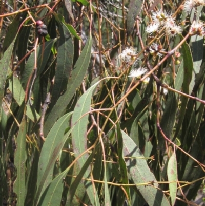 Eucalyptus rubida subsp. rubida (Candlebark) at The Pinnacle - 22 Dec 2023 by pinnaCLE