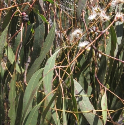 Eucalyptus rubida subsp. rubida (Candlebark) at Weetangera, ACT - 22 Dec 2023 by pinnaCLE