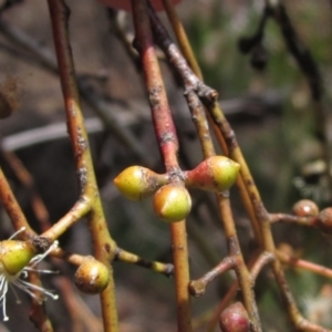 Eucalyptus rubida subsp. rubida at The Pinnacle - 22 Dec 2023