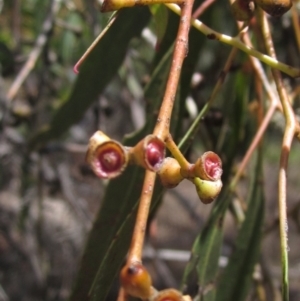 Eucalyptus rubida subsp. rubida at The Pinnacle - 22 Dec 2023