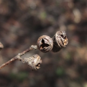 Eucalyptus rubida subsp. rubida at The Pinnacle - 22 Dec 2023