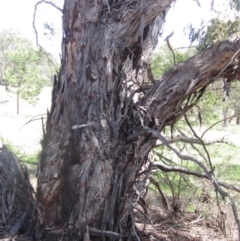 Eucalyptus rubida subsp. rubida at The Pinnacle - 22 Dec 2023