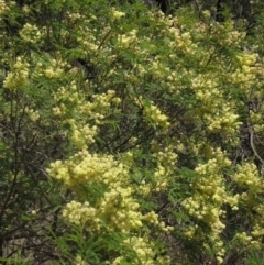 Acacia mearnsii (Black Wattle) at The Pinnacle - 22 Dec 2023 by pinnaCLE