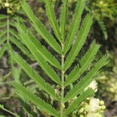 Acacia mearnsii at The Pinnacle - 22 Dec 2023