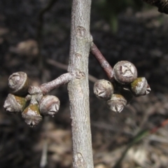 Eucalyptus globulus subsp. maidenii at The Pinnacle - 22 Dec 2023
