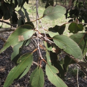 Eucalyptus globulus subsp. maidenii at The Pinnacle - 22 Dec 2023