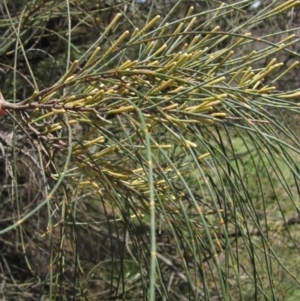 Allocasuarina verticillata at The Pinnacle - 22 Dec 2023