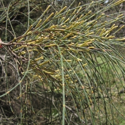 Allocasuarina verticillata (Drooping Sheoak) at Whitlam, ACT - 22 Dec 2023 by pinnaCLE