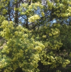 Acacia mearnsii (Black Wattle) at Whitlam, ACT - 22 Dec 2023 by pinnaCLE