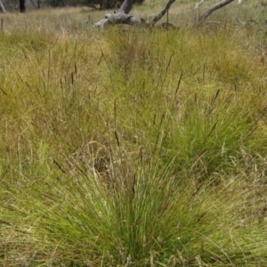 Carex appressa at The Pinnacle - 22 Dec 2023