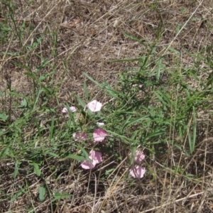 Convolvulus angustissimus subsp. angustissimus at The Pinnacle - 22 Dec 2023