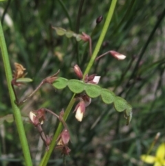 Grona varians (Slender Tick-Trefoil) at Whitlam, ACT - 22 Dec 2023 by pinnaCLE