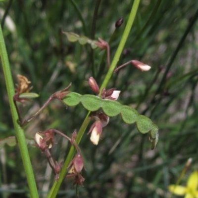 Grona varians (Slender Tick-Trefoil) at The Pinnacle - 22 Dec 2023 by pinnaCLE