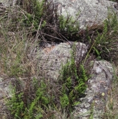 Cheilanthes sieberi subsp. sieberi (Mulga Rock Fern) at The Pinnacle - 22 Dec 2023 by pinnaCLE