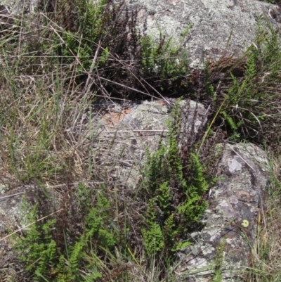 Cheilanthes sieberi subsp. sieberi (Mulga Rock Fern) at The Pinnacle - 22 Dec 2023 by pinnaCLE