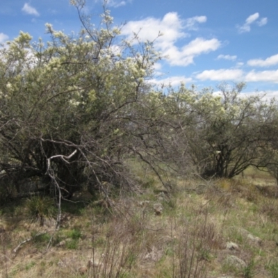 Bursaria spinosa subsp. spinosa (Blackthorn, Boxthorn) at The Pinnacle - 22 Dec 2023 by pinnaCLE