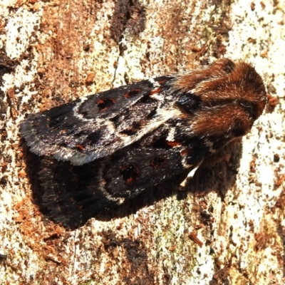 Proteuxoa sanguinipuncta (Blood-spotted Noctuid) at Namadgi National Park - 30 Dec 2023 by JohnBundock