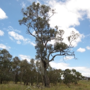 Eucalyptus blakelyi at The Pinnacle - 22 Dec 2023