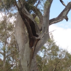 Eucalyptus blakelyi at The Pinnacle - 22 Dec 2023