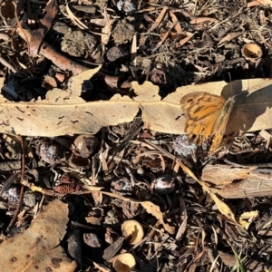 Heteronympha merope at Wollogorang, NSW - 30 Dec 2023 06:13 PM