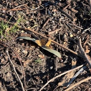 Heteronympha merope at Wollogorang, NSW - 30 Dec 2023 06:13 PM