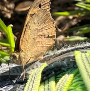 Heteronympha merope at Wollogorang, NSW - 30 Dec 2023 06:13 PM