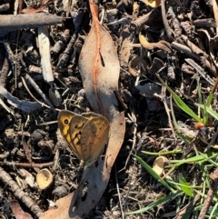 Heteronympha merope at Wollogorang, NSW - 30 Dec 2023 06:13 PM