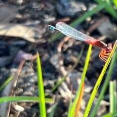 Xanthagrion erythroneurum (Red & Blue Damsel) at Wollogorang, NSW - 30 Dec 2023 by JimL