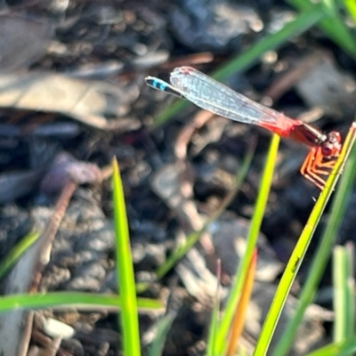 Xanthagrion erythroneurum (Red & Blue Damsel) at Wollogorang, NSW - 30 Dec 2023 by JimL