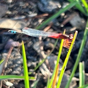 Xanthagrion erythroneurum at Wollogorang, NSW - 30 Dec 2023 06:16 PM