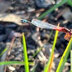 Xanthagrion erythroneurum at Wollogorang, NSW - 30 Dec 2023 06:16 PM