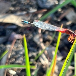 Xanthagrion erythroneurum at Wollogorang, NSW - 30 Dec 2023 06:16 PM