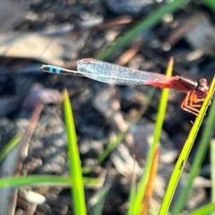 Xanthagrion erythroneurum at Wollogorang, NSW - 30 Dec 2023 06:16 PM