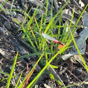 Xanthagrion erythroneurum at Wollogorang, NSW - 30 Dec 2023