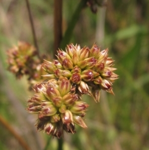 Juncus vaginatus at The Pinnacle - 22 Dec 2023