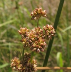 Juncus vaginatus at The Pinnacle - 22 Dec 2023