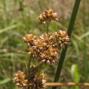 Juncus vaginatus at The Pinnacle - 22 Dec 2023 12:10 PM