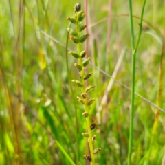 Microtis parviflora (Slender Onion Orchid) at Captains Flat, NSW - 30 Dec 2023 by Csteele4