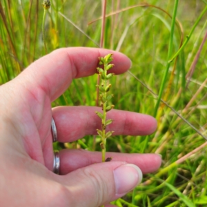 Microtis parviflora at QPRC LGA - 30 Dec 2023