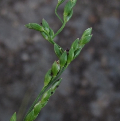 Entolasia marginata (Bordered Panic) at Latham, ACT - 30 Dec 2023 by pinnaCLE