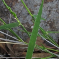 Entolasia marginata at Umbagong District Park - 30 Dec 2023 06:27 PM