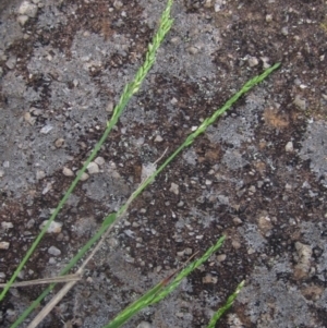 Entolasia marginata at Umbagong District Park - 30 Dec 2023