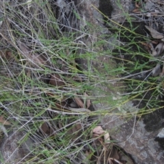 Entolasia marginata at Umbagong District Park - 30 Dec 2023 06:27 PM