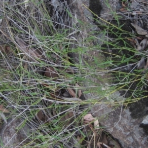 Entolasia marginata at Umbagong District Park - 30 Dec 2023