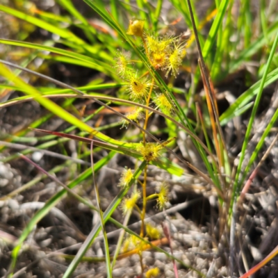 Drosera gunniana (Pale Sundew) at Captains Flat, NSW - 30 Dec 2023 by Csteele4