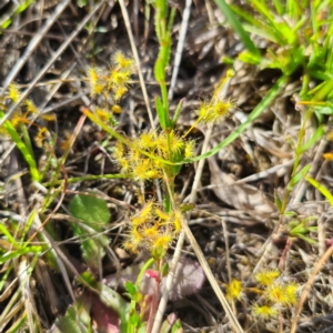 Drosera gunniana at QPRC LGA - 30 Dec 2023