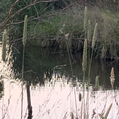 Ornithorhynchus anatinus (Platypus) at Crookwell, NSW - 28 Dec 2023 by mccomas