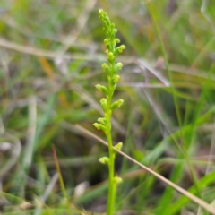 Microtis parviflora (Slender Onion Orchid) at Captains Flat, NSW - 30 Dec 2023 by Csteele4